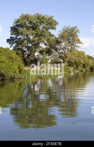 Bäume und Reflexionen auf der Themse bei Wallingford, Oxfordshire, Großbritannien Stockfoto