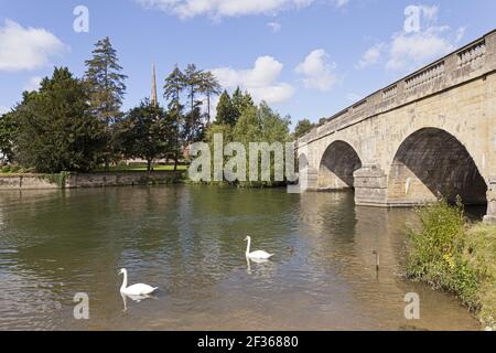 Schwäne neben der Brücke über die Themse in Wallingford, Oxfordshire, Großbritannien Stockfoto