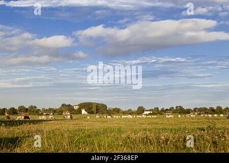 Abendsonne auf Kühe grasen in Dorchester, Oxfordshire, Großbritannien Stockfoto