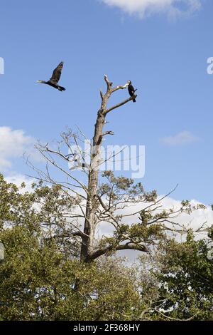 Kormorane auf einem toten Baum an der Themse in Mapledurham, Oxfordshire, Großbritannien Stockfoto