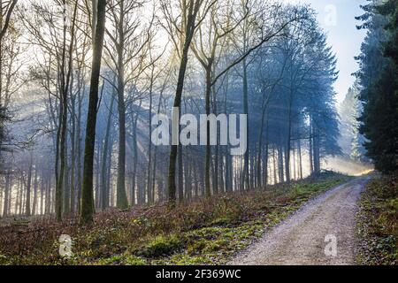 Winter Morgenlicht im Royal Forest of Dean in der Nähe von Coalway, Gloucestershire UK Stockfoto