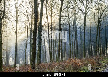 Winter Morgenlicht im Royal Forest of Dean in der Nähe von Coalway, Gloucestershire UK Stockfoto