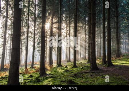 Winter Morgenlicht im Royal Forest of Dean in der Nähe von Coalway, Gloucestershire UK Stockfoto