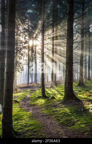 Winter Morgenlicht im Royal Forest of Dean in der Nähe von Coalway, Gloucestershire UK Stockfoto