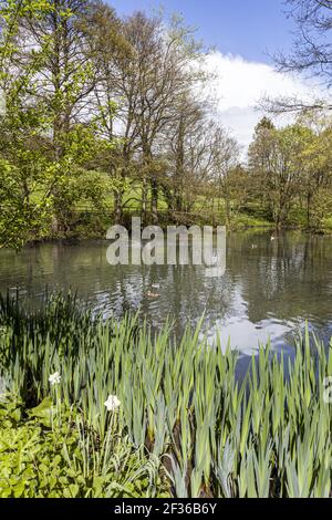 Steanbridge Lake in der Nähe des Cotswold-Dorfes Slad, Gloucestershire, Großbritannien - in dem Laurie Lees Schullehrerin ertrunken in Cider mit Rosie aufgefunden wurde. Stockfoto