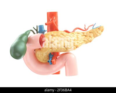 Anatomisch genaue Darstellung der menschlichen Bauchspeicheldrüse mit Gallenblase, Duodenum und Blutgefäßen. 3D Rendern Stockfoto