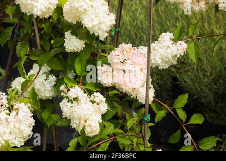 Große Vielfalt an Blumen und Pflanzen im Kindergarten Stockfoto