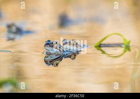 Gewöhnlicher Frosch (Rana temporaria). In einem Derbyshire Teich zur Laichzeit im Frühling