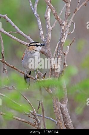 Schwarz-gekrönter Tchagra (Tchagra senegala) Erwachsener thront im toten Busch Tsavo West NP, Kenia November Stockfoto