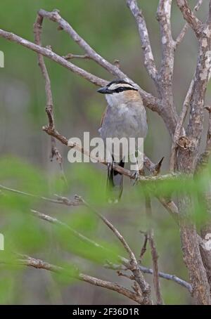 Schwarz-gekrönter Tchagra (Tchagra senegala) Erwachsener thront im toten Busch Tsavo West NP, Kenia November Stockfoto