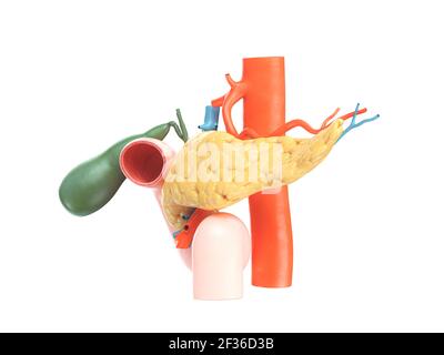 Anatomisch genaue Darstellung der menschlichen Bauchspeicheldrüse mit Gallenblase, Duodenum und Blutgefäßen. Seitenansicht. 3D Rendern Stockfoto