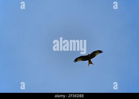 Rote Drachen fliegen Stockfoto