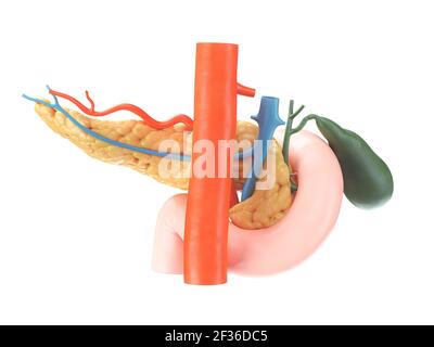 Anatomisch genaue Darstellung der menschlichen Bauchspeicheldrüse mit Gallenblase, Duodenum und Blutgefäßen. Rückansicht. 3D Rendern Stockfoto