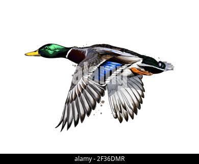 Ente aus einem Spritzer Aquarell, farbige Zeichnung, realistisch. Vektordarstellung von Farben Stock Vektor