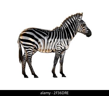 Zebra aus einem Spritzer Aquarell, farbige Zeichnung, realistisch. Vektordarstellung von Farben Stock Vektor