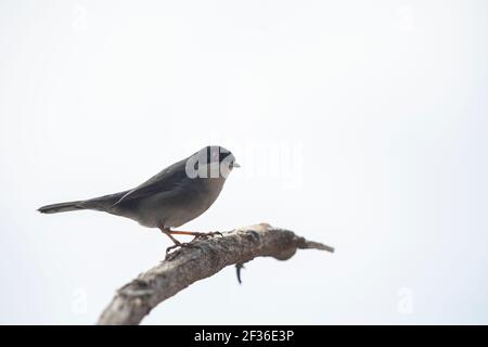 Vogel thront auf einem Zweig Silhouetten gegen den sonnenbeschienenen wolkigen Himmel. Horizontales Bild mit dem Motiv unten links mit viel Platz für Text. Stockfoto