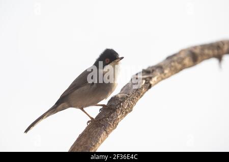Vogel thront auf einem Zweig mit Kopffedern spitz, Silhouetten gegen den sonnenbeschienenen wolkigen Himmel. Horizontales Bild mit dem Motiv im linken unteren wi Stockfoto