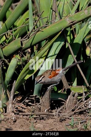 Braun-gekrönter Tchagra (Tchagra australis emini) Erwachsener auf niedrigem Stumpf Lake Naivasha, Kenia November Stockfoto