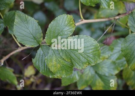 Nahaufnahme eines Zweiges von gewöhnlicher Hasel (Corylus avellana) auf einem unscharfen Hintergrund Stockfoto