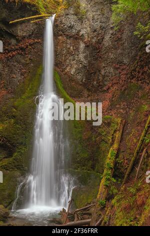 Marymere Falls im Westen von Washington. Stockfoto