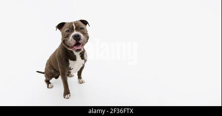 Portrait glücklich amerikanischen Bully Hund sitzend. Isoliert auf weißem Hintergrund. Stockfoto