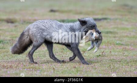 Erwachsener Fuchs kehrt von der Jagd mit einem Kaninchen in ihrem zurück Mund im American Camp auf den San Juan Inseln von West-Washington Stockfoto