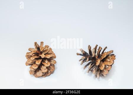 Zwei Zapfen verschiedene Nadelbäume isoliert auf weiß Stockfoto
