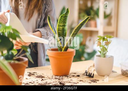 Frau Gärtner Bewässerung Pflanze Stockfoto