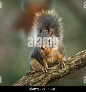 Wildes Eichhörnchen mit einer Nuss im Mund, die auf einem posiert Zweig mit Schwanz angehoben am Gelben See in Sammamish in Washington State Stockfoto