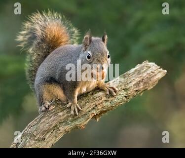 Eichhörnchen auf diagonalen Baumzweig freuen sich mit Nuss in Mündung am Yellow Lake in Sammamish im Westen Washingtons Stockfoto