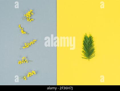 Mimosa Blumen und Blätter auf grauem und gelbem Hintergrund vertikal. Farbe des Jahres. Speicherplatz kopieren. Stockfoto