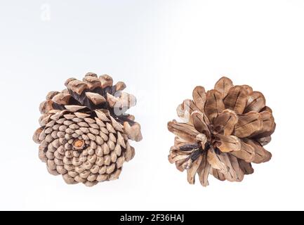 Zwei Zapfen verschiedene Nadelbäume isoliert auf weiß Stockfoto