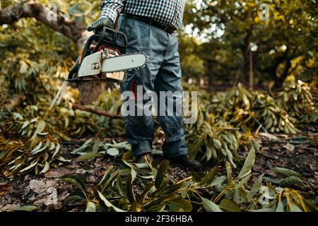 Ein Mann mit Kettensäge in einer Bio-Avocado-Plantage in Málaga, Andalusien, Spanien. Spülzeit. Speicherplatz Kopieren Stockfoto