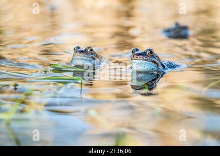 Gewöhnlicher Frosch (Rana temporaria). In einem Derbyshire Teich zur Laichzeit im Frühling Stockfoto