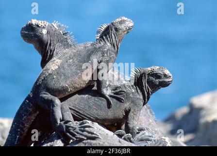 Galapagos-Inseln South Plaza Island Ecuador Ecuadorianischer Südamerika Amerikaner, männliche Landiguane, die ruhen, Stockfoto