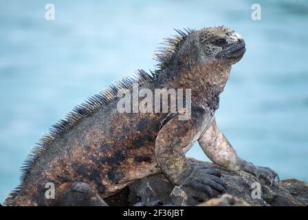 Galapagos-Inseln Santa Cruz Island Ecuador Ecuadorianisch Südamerika Amerikaner, Puerto Ayora marine Leguan in Ruhe, Stockfoto