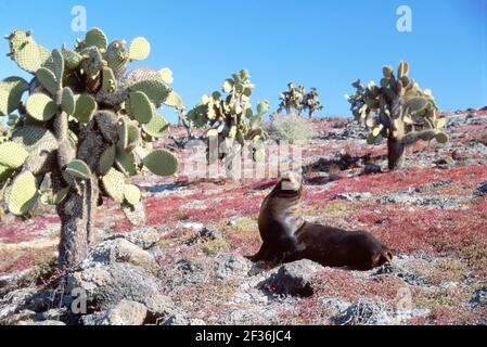 Galapagos-Inseln South Plaza Island Ecuador Ecuadorianischer Südamerika Amerikaner, Kaktusbulle männlicher Seelöwe roter Sessuvium Trockenzeit, Stockfoto