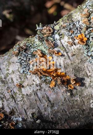 Farbenfrohe, natürliche Nahaufnahme, abstrakt von Flechten und Moos auf Ästen Stockfoto