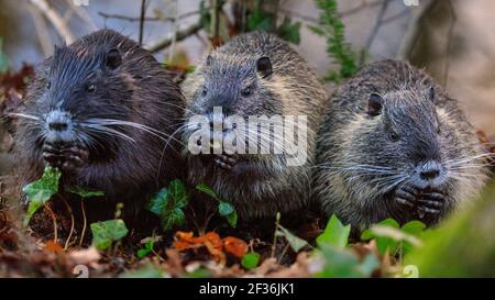 Haltern am See, NRW, Deutschland. März 2021, 15th. Ein Trio von jungen, wilden Coypu-Geschwistern ist inzwischen größer und unabhängiger geworden und knabbert sich durch Eicheln, die am Ufer des Halternsees ausgegraben wurden. Die Jugendlichen bauen Nahrungsreserven und Kraft auf, während in der Region im Frühjahr noch kalte Temperaturen und Frost herrschen. Kredit: Imageplotter/Alamy Live Nachrichten Stockfoto
