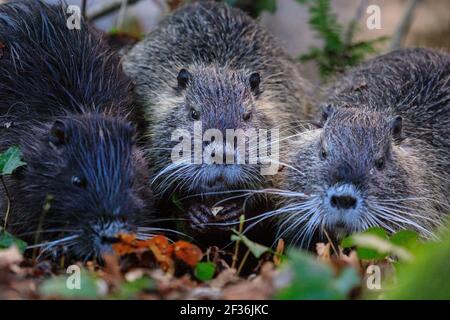 Haltern am See, NRW, Deutschland. März 2021, 15th. Ein Trio von jungen, wilden Coypu-Geschwistern ist inzwischen größer und unabhängiger geworden und knabbert sich durch Eicheln, die am Ufer des Halternsees ausgegraben wurden. Die Jugendlichen bauen Nahrungsreserven und Kraft auf, während in der Region im Frühjahr noch kalte Temperaturen und Frost herrschen. Kredit: Imageplotter/Alamy Live Nachrichten Stockfoto