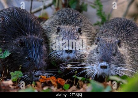 Haltern am See, NRW, Deutschland. März 2021, 15th. Ein Trio von jungen, wilden Coypu-Geschwistern ist inzwischen größer und unabhängiger geworden und knabbert sich durch Eicheln, die am Ufer des Halternsees ausgegraben wurden. Die Jugendlichen bauen Nahrungsreserven und Kraft auf, während in der Region im Frühjahr noch kalte Temperaturen und Frost herrschen. Kredit: Imageplotter/Alamy Live Nachrichten Stockfoto