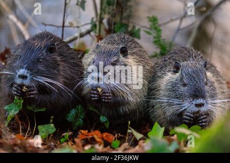 Haltern am See, NRW, Deutschland. März 2021, 15th. Ein Trio von jungen, wilden Coypu-Geschwistern ist inzwischen größer und unabhängiger geworden und knabbert sich durch Eicheln, die am Ufer des Halternsees ausgegraben wurden. Die Jugendlichen bauen Nahrungsreserven und Kraft auf, während in der Region im Frühjahr noch kalte Temperaturen und Frost herrschen. Kredit: Imageplotter/Alamy Live Nachrichten Stockfoto