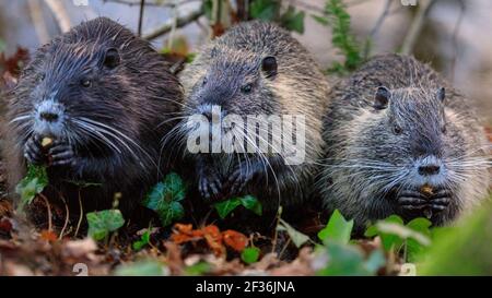 Haltern am See, NRW, Deutschland. März 2021, 15th. Ein Trio von jungen, wilden Coypu-Geschwistern ist inzwischen größer und unabhängiger geworden und knabbert sich durch Eicheln, die am Ufer des Halternsees ausgegraben wurden. Die Jugendlichen bauen Nahrungsreserven und Kraft auf, während in der Region im Frühjahr noch kalte Temperaturen und Frost herrschen. Kredit: Imageplotter/Alamy Live Nachrichten Stockfoto