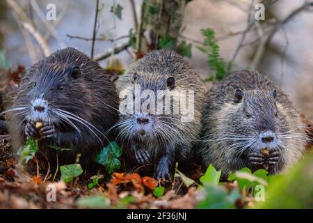Haltern am See, NRW, Deutschland. März 2021, 15th. Ein Trio von jungen, wilden Coypu-Geschwistern ist inzwischen größer und unabhängiger geworden und knabbert sich durch Eicheln, die am Ufer des Halternsees ausgegraben wurden. Die Jugendlichen bauen Nahrungsreserven und Kraft auf, während in der Region im Frühjahr noch kalte Temperaturen und Frost herrschen. Kredit: Imageplotter/Alamy Live Nachrichten Stockfoto