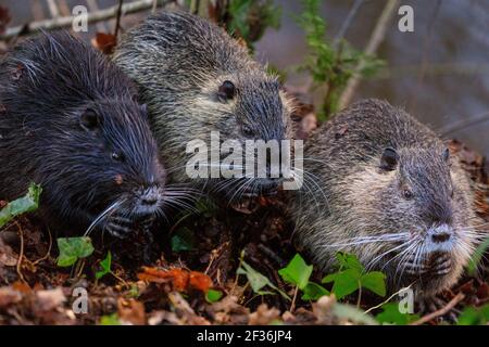 Haltern am See, NRW, Deutschland. März 2021, 15th. Ein Trio von jungen, wilden Coypu-Geschwistern ist inzwischen größer und unabhängiger geworden und knabbert sich durch Eicheln, die am Ufer des Halternsees ausgegraben wurden. Die Jugendlichen bauen Nahrungsreserven und Kraft auf, während in der Region im Frühjahr noch kalte Temperaturen und Frost herrschen. Kredit: Imageplotter/Alamy Live Nachrichten Stockfoto