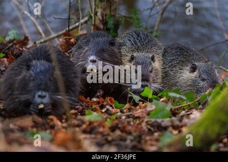 Haltern am See, NRW, Deutschland. März 2021, 15th. Ein Trio von jungen wilden Coypu-Geschwistern, die hier von einem vierten Jugendlichen begleitet werden, sind jetzt größer und unabhängiger geworden und knabbern sich durch Eicheln, die am Ufer des Halternsees ausgegraben wurden. Die Jugendlichen bauen Nahrungsreserven und Kraft auf, während in der Region noch kalte Temperaturen und Frost herrschen. Kredit: Imageplotter/Alamy Live Nachrichten Stockfoto