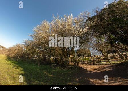 Blackthorne (Prunus spinosa), blüht im Frühjahr, natürliches Pflanzenportrait Stockfoto