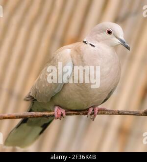 Halsbandtaube, ein mittelgroßer Vogel, der auf einem Zweig in einem britischen Garten thront Stockfoto