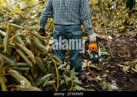 Ein Mann mit Kettensäge in einer Bio-Avocado-Plantage in Málaga, Andalusien, Spanien. Spülzeit Stockfoto