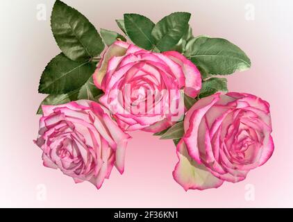 Drei blassrosa Rosenblüten mit Blättern auf verschwommenem pastellfarbenem Hintergrund. Festliches Blumenmuster. Bouquet von zarten blass rosa Rosen mit lebendigen rosa Rand Stockfoto